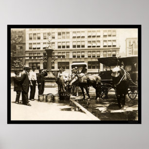 Horses Drinking Water in New York City 1911 Poster