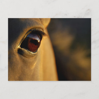Horse's eye at sunset postcard