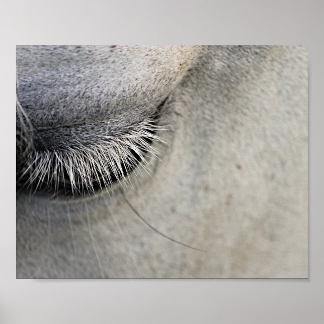 horses eye,   black and white photorapy poster (Front)