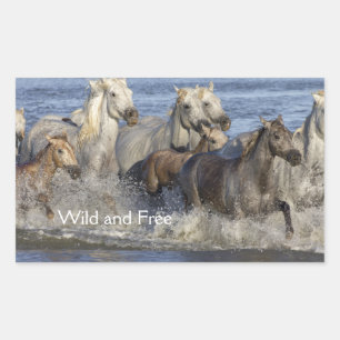 Horses galloping in the water sticker