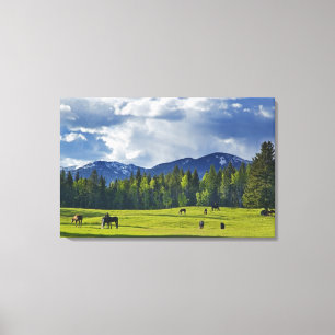 Horses graze in pasture near Whitefish, Canvas Print