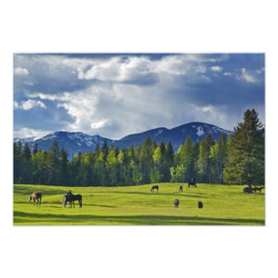 Horses graze in pasture near Whitefish, Photo Print