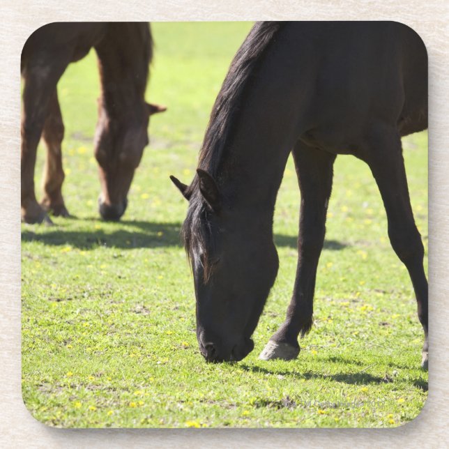 Horses grazing 2 coaster (Front)