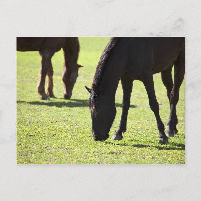 Horses grazing 2 postcard (Front)