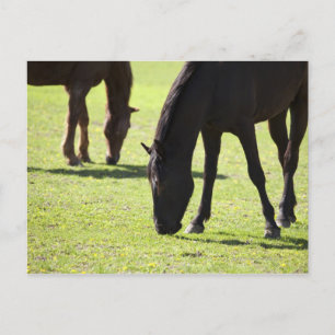 Horses grazing 2 postcard