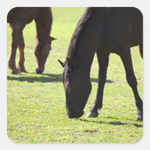Horses grazing 2 square sticker