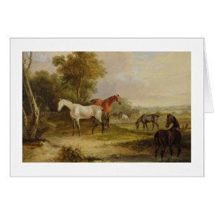 Horses Grazing: A Grey Stallion grazing with Mares