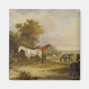 Horses Grazing: A Grey Stallion grazing with Mares Magnet