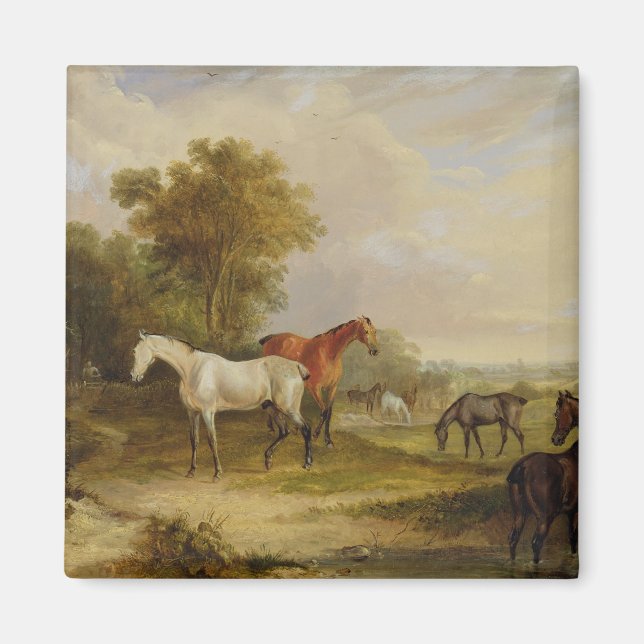 Horses Grazing: A Grey Stallion grazing with Mares Magnet (Front)