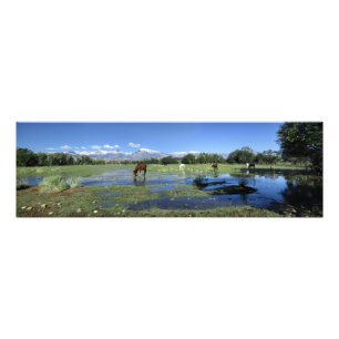 Horses Grazing beneath Sierra Nevada Mountains Photo Print