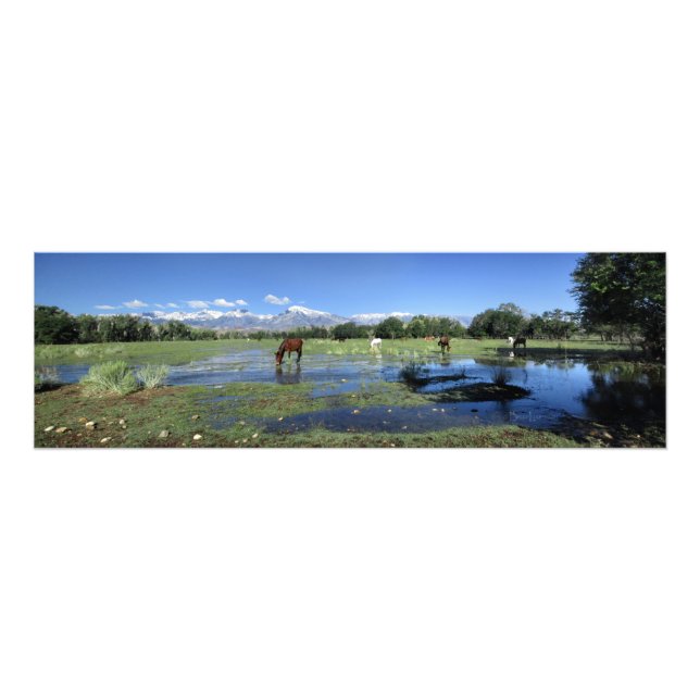 Horses Grazing beneath Sierra Nevada Mountains Photo Print (Front)