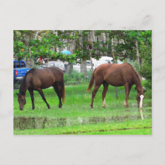 Horses Grazing in Icacos, South Trinidad Postcard