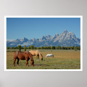 Horses Grazing in Pasture, Teton Mountains Poster
