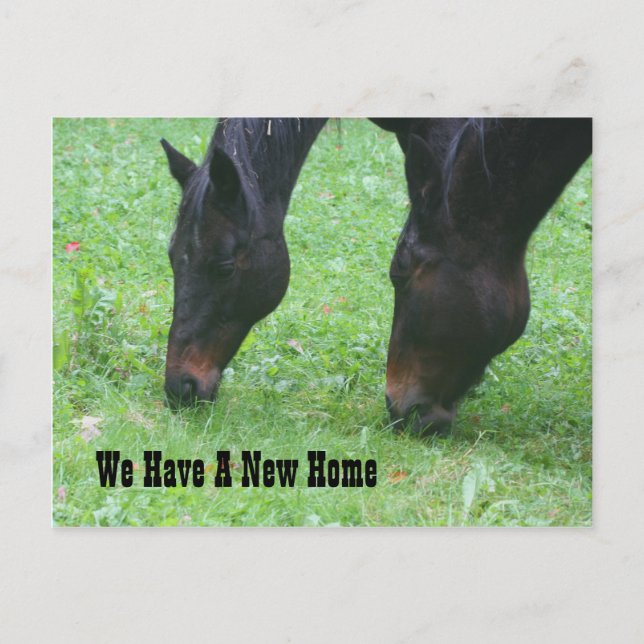 Horses Grazing New Address Nature Announcement Postcard (Front)