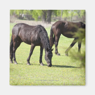 horses grazing on a horse farm magnet