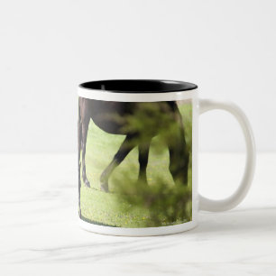 horses grazing on a horse farm Two-Tone coffee mug