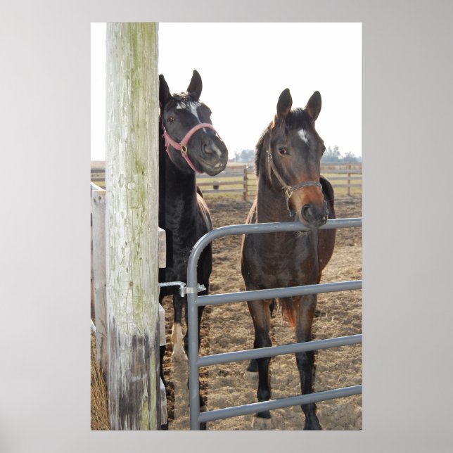Horses Grazing Poster (Front)