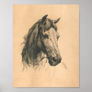 Horse's Head By Heywood Hardy Poster