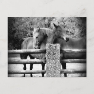 Horses Hugging - Horse Love Photograph Postcard