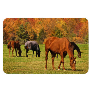 Horses in Autumn Magnet