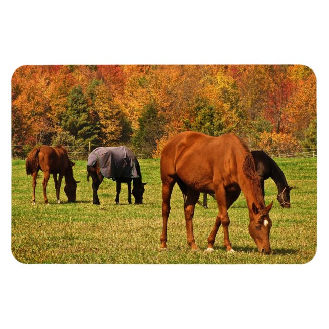 Horses in Autumn Magnet (Horizontal)