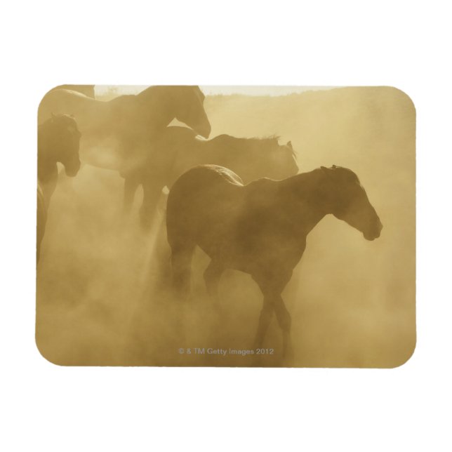 Horses in corral magnet (Horizontal)