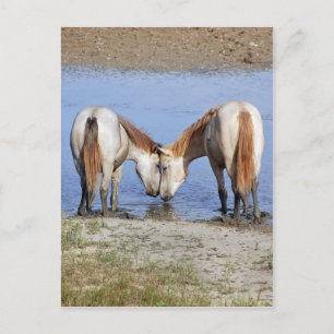 HORSES IN LOVE POSTCARD