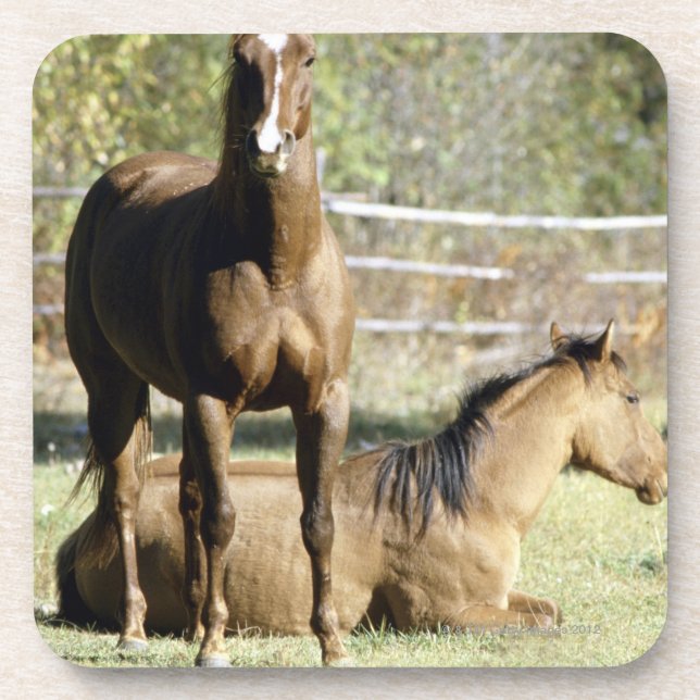 Horses in pasture coaster (Front)
