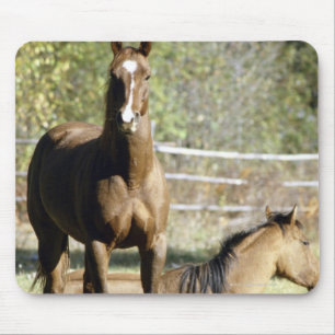 Horses in pasture mouse pad
