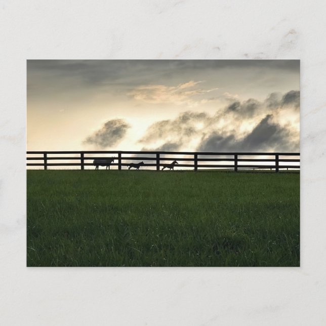 Horses In Pasture Postcard (Front)