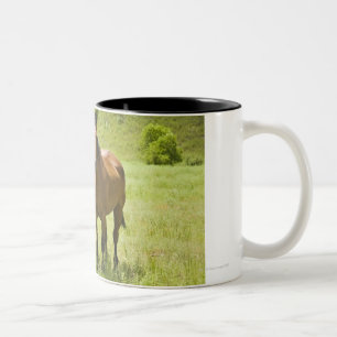 Horses in San Rafael Valley, Arizona Two-Tone Coffee Mug