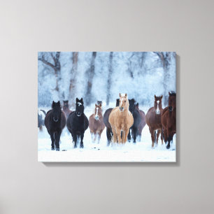 Horses in the Cold Canvas Print