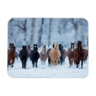 Horses in the Cold