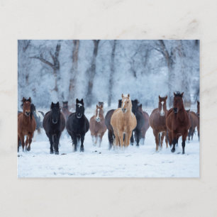 Horses in the Cold Postcard