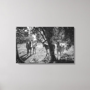 Horses in the Field Canvas Print