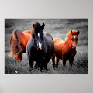 Horses In The Field Partial Colour Photography Poster
