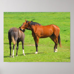 Horses in the Meadow Poster Print