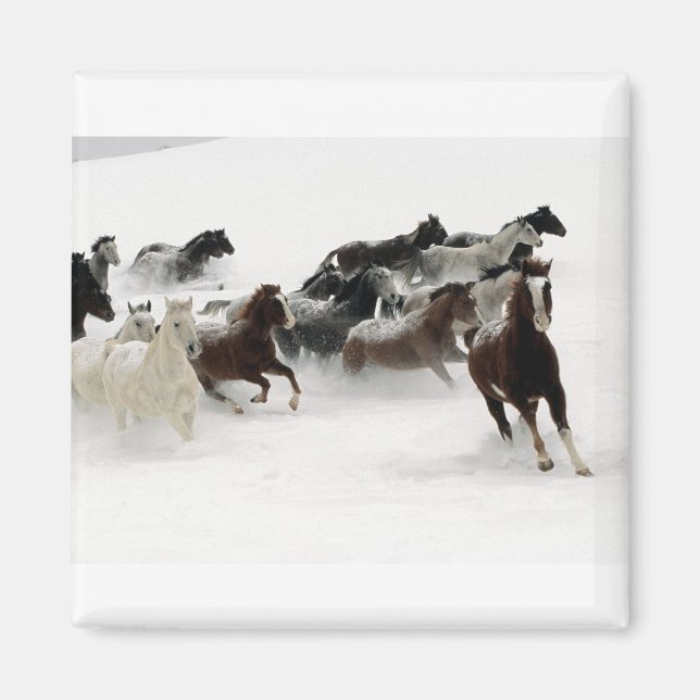 Horses in the snow magnet (Front)