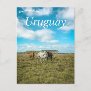 Horses in Uruguay Postcard