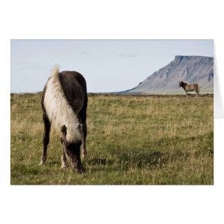 Horses in Whale-fjord