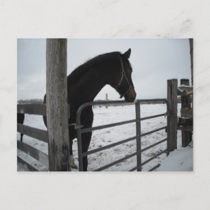 Horses in Winter Postcard