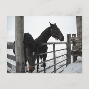 Horses in Winter Postcard