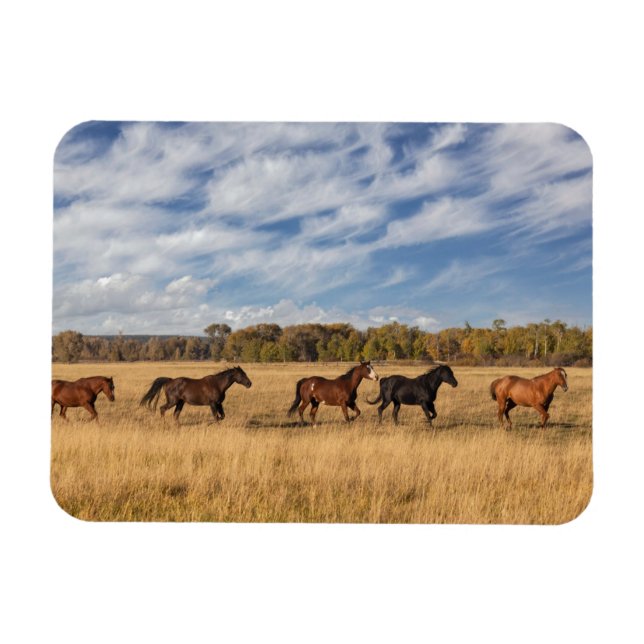 Horses Just Outside Grand Teton National Park Magnet (Horizontal)