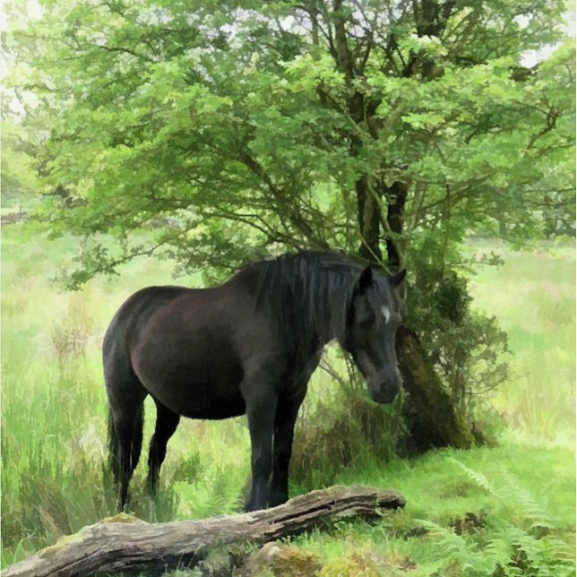 HORSES LABEL (A beautiful black mare resting in the shade of the tree. )