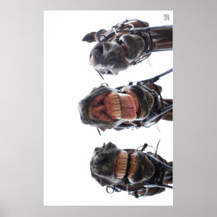Horses looked in the mouth. 3 horses laughing. poster