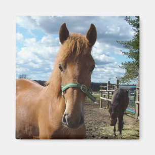 Horses magnet