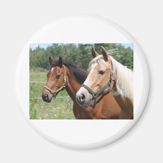 Horses Magnet (Front)
