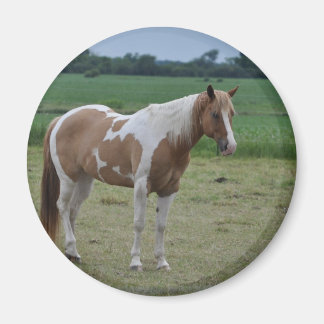 Horses Magnet