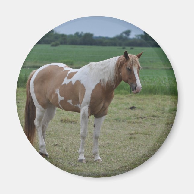 Horses Magnet (Front)