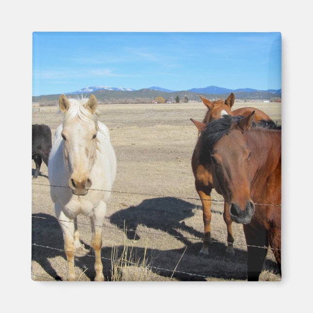Horses Magnet (Front)